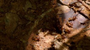 Discover termites in your Portland home inspection