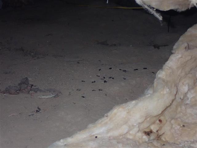 rodent droppings in crawl space