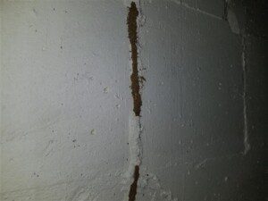 Termites in Portland