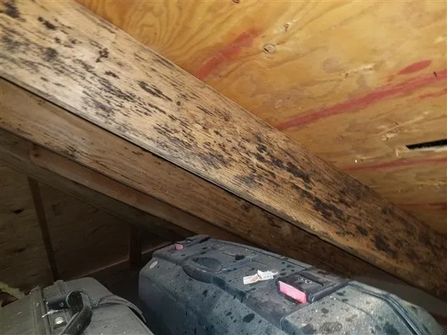 Lumberyard Mold