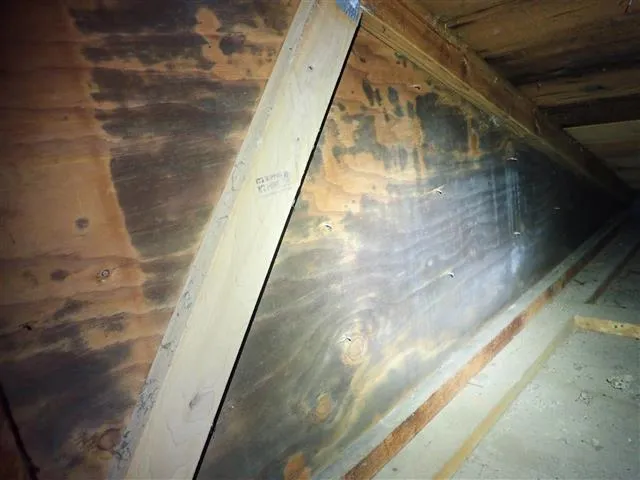 Attic mold growth