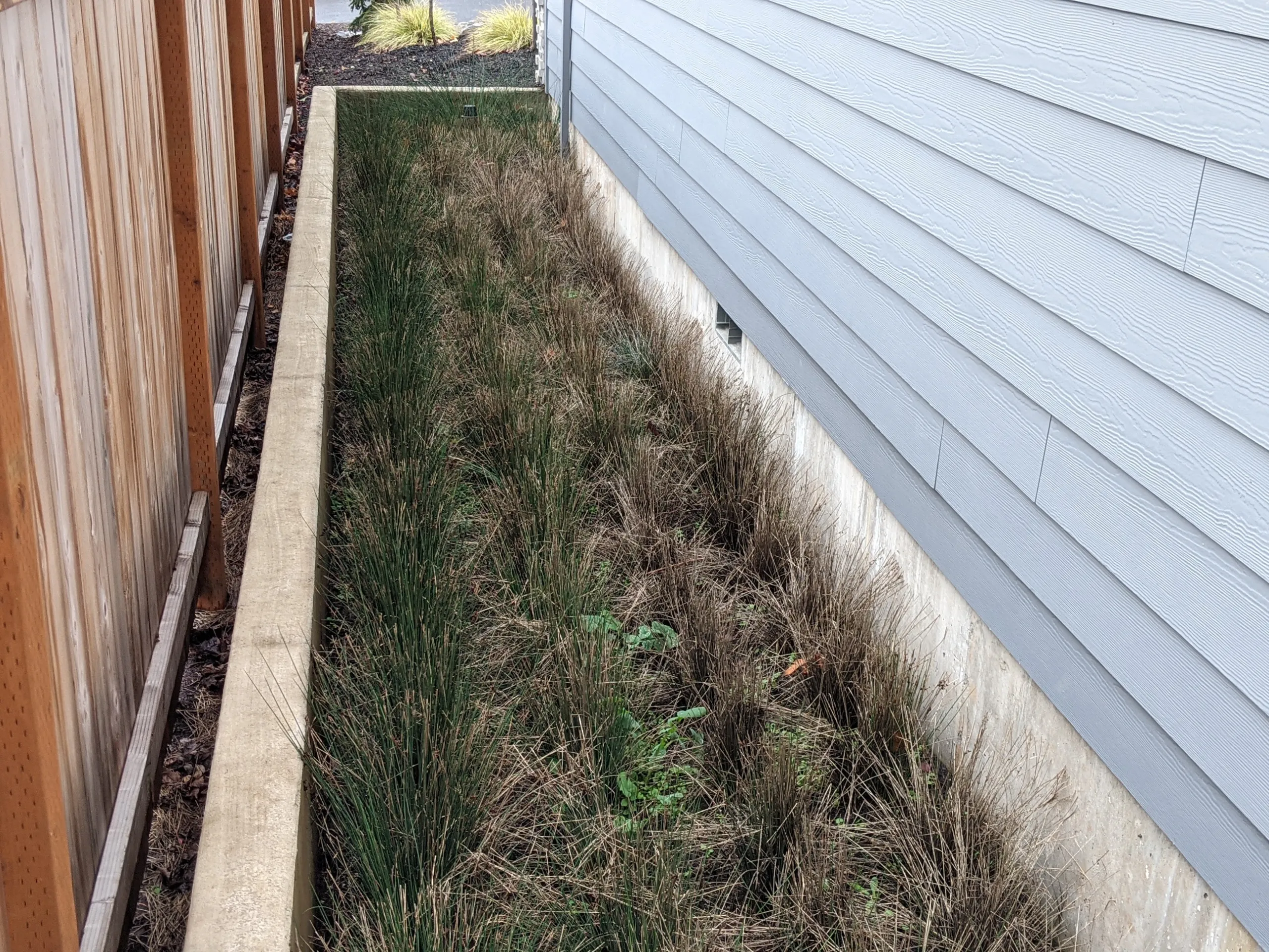 rain garden